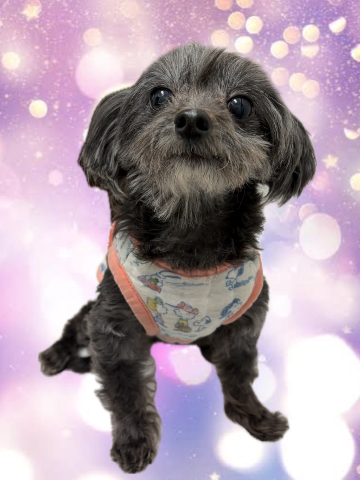 キュアアイドルちゃん