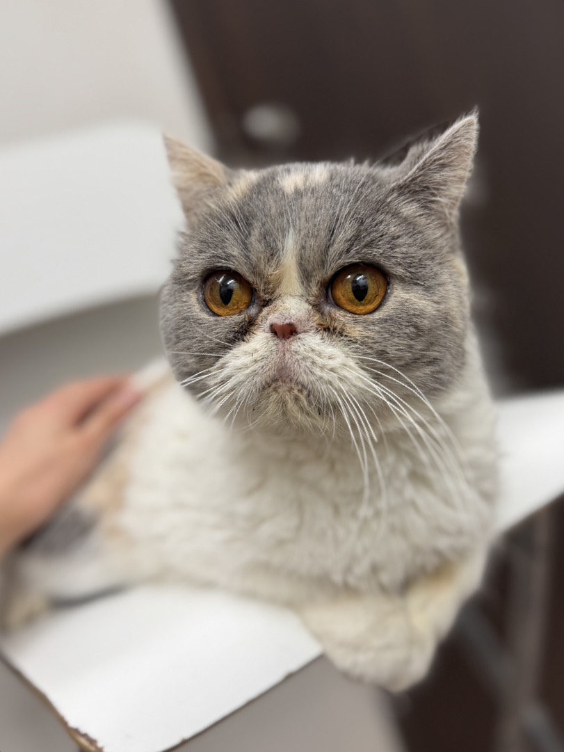 ぴゅえるちゃん