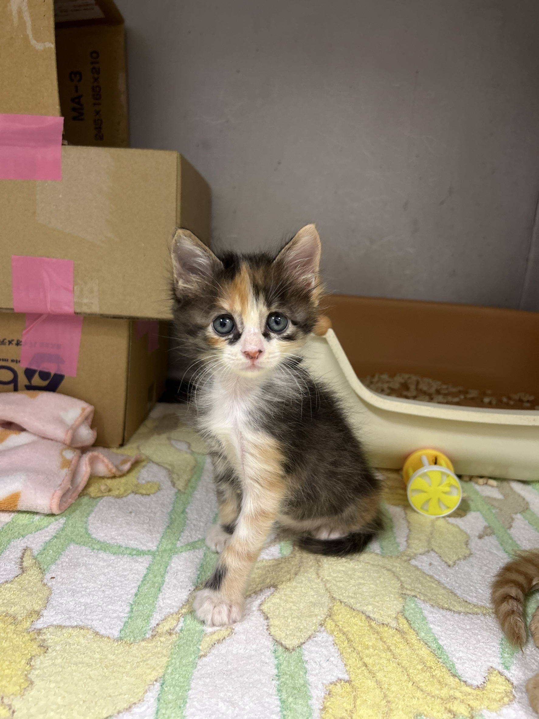 のりしおちゃん