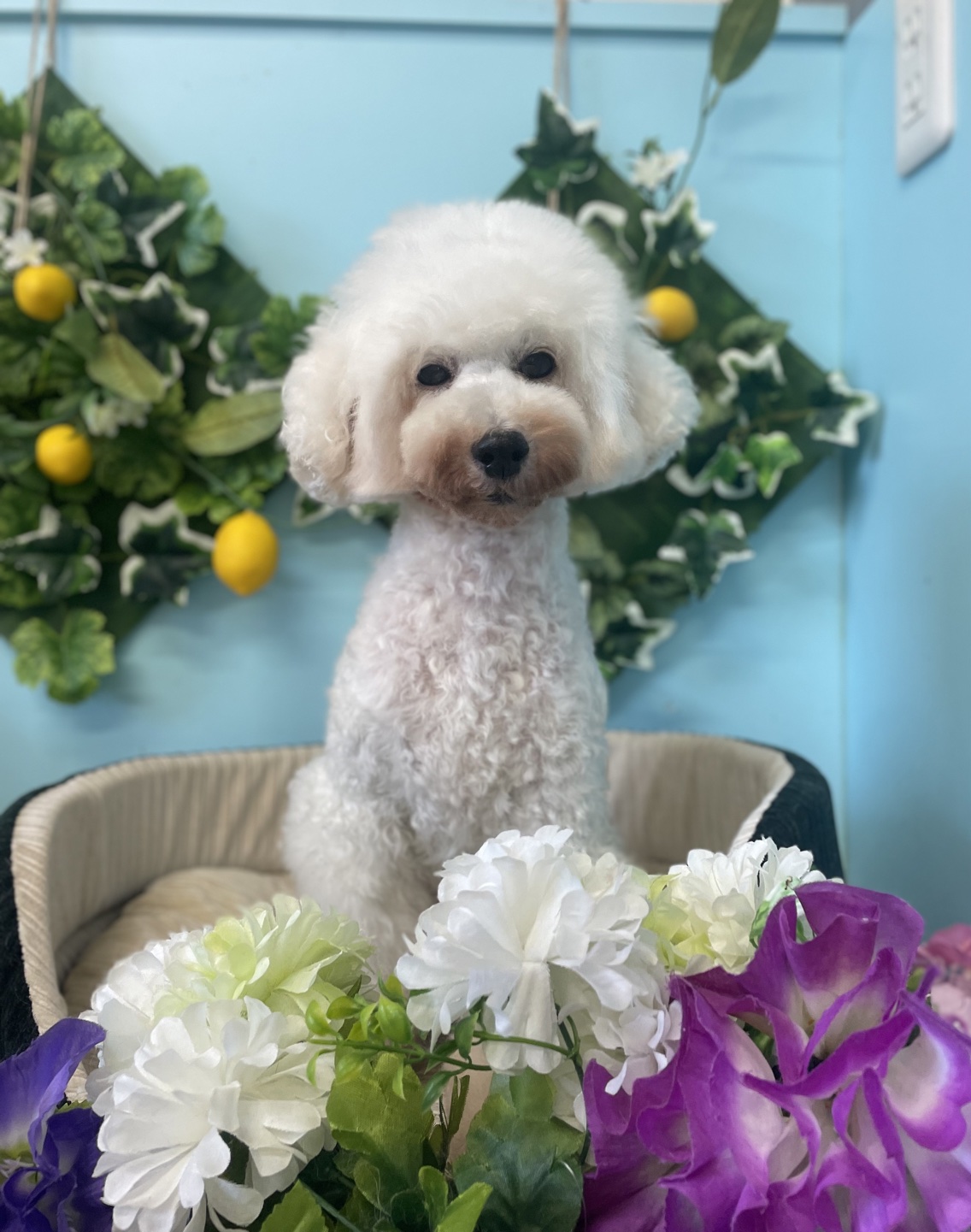 しろっぷちゃん