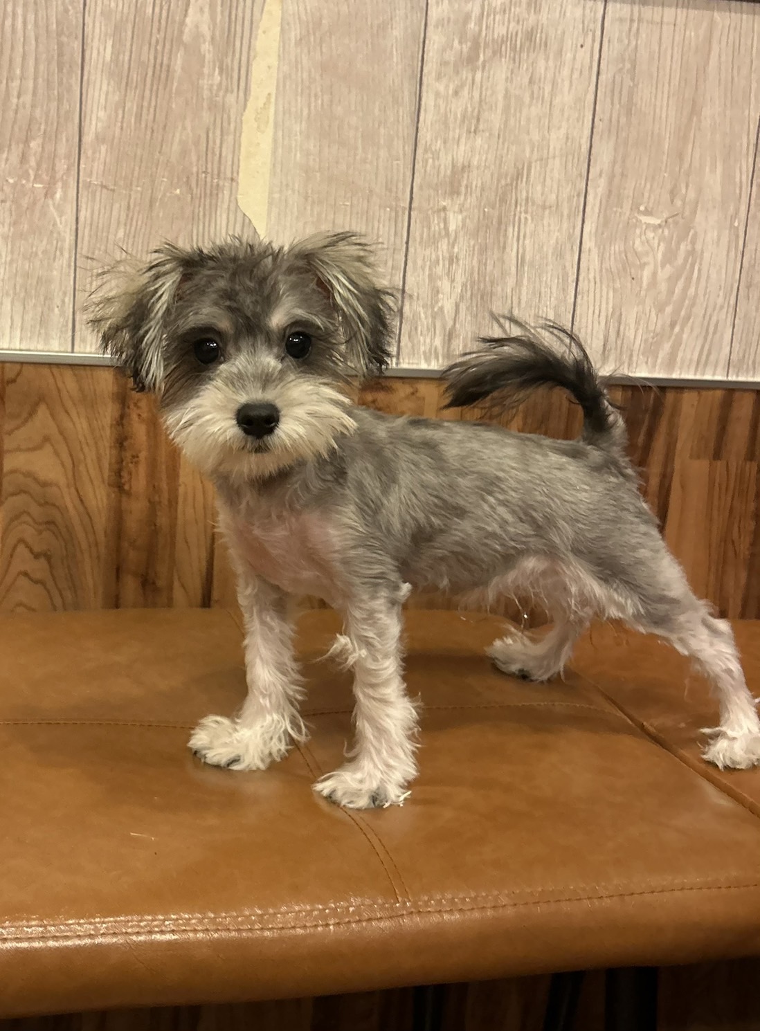 りんりんちゃん